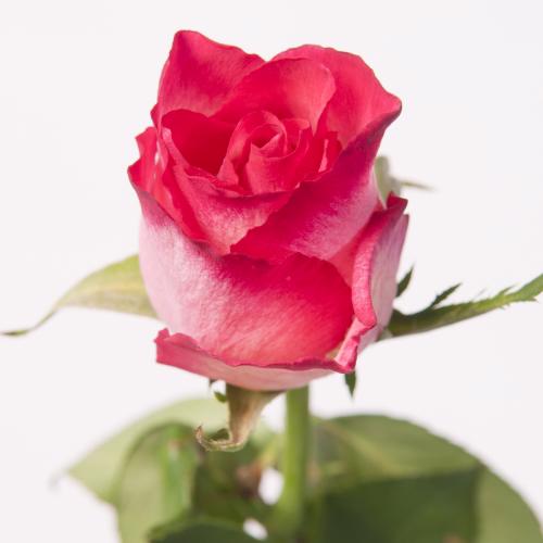 20x Rosa nicoletta 40cm
