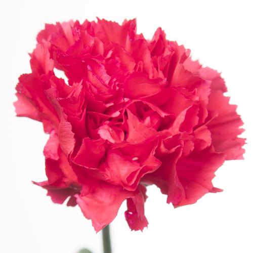 20x Dian.st.bizet 60cm