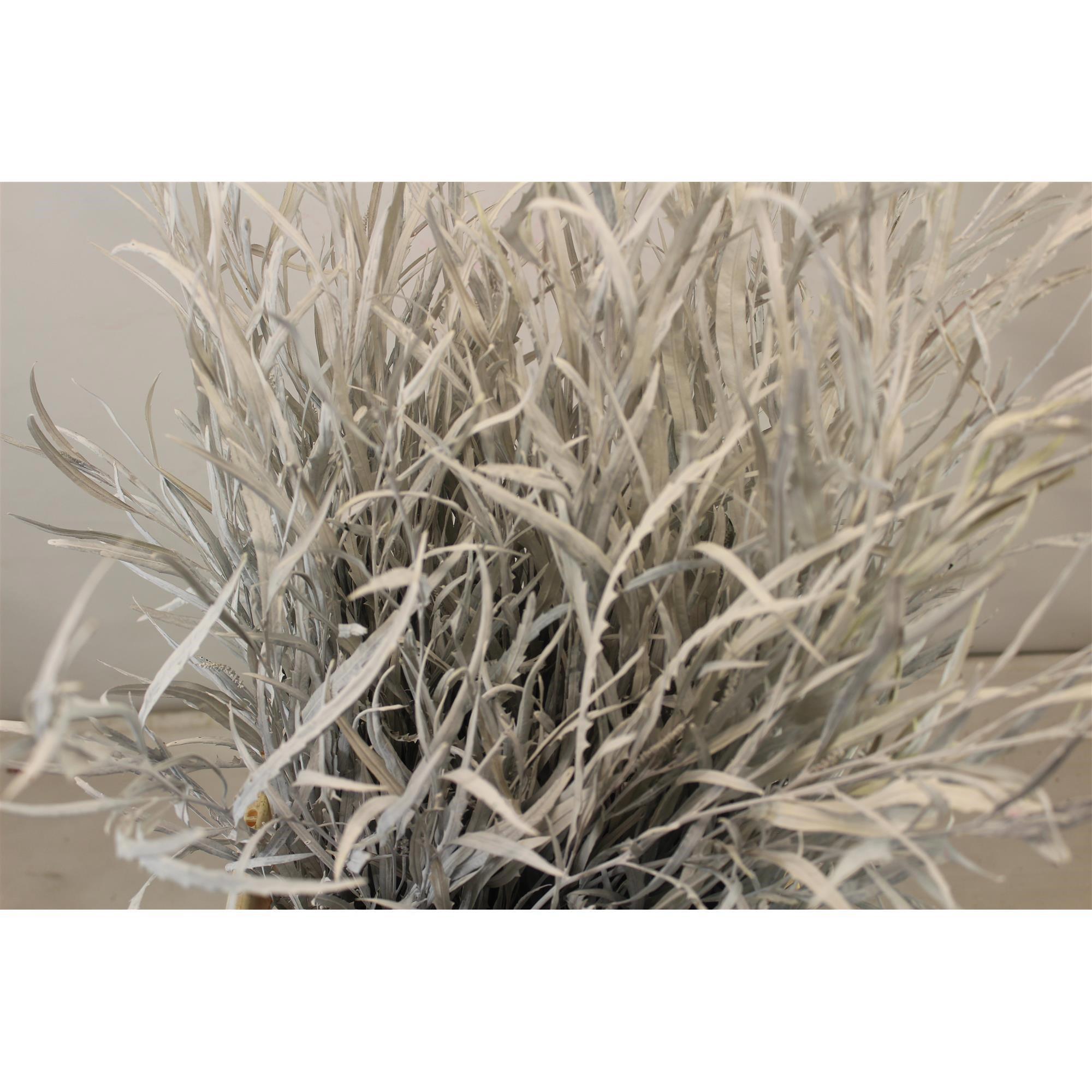 5x Sg grevil.bl.(v) wit 70cm