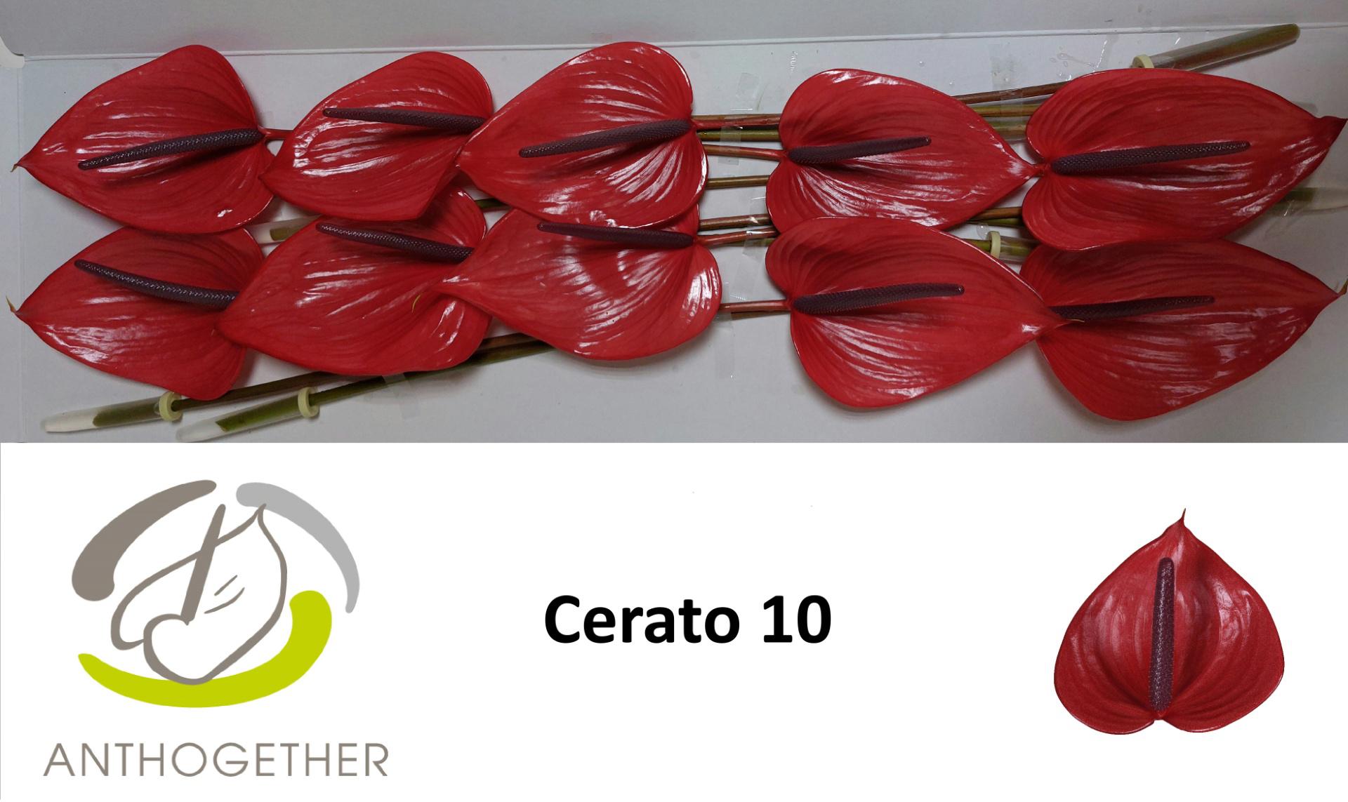 10x Anth.cerato 10cm