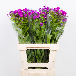 10x Phlox crissy 60cm