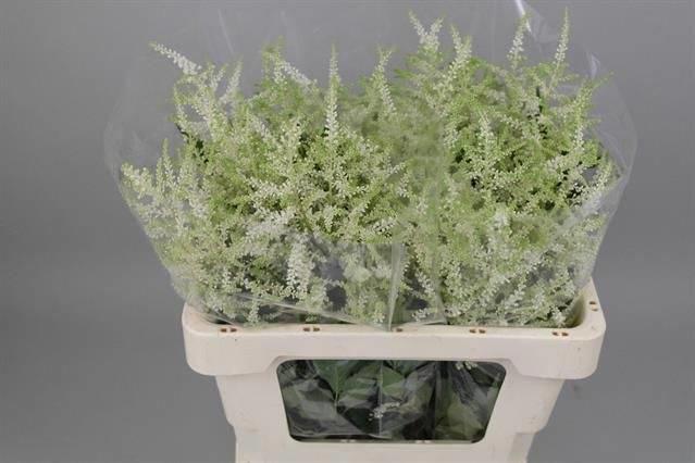 20x Astil.washington 60cm