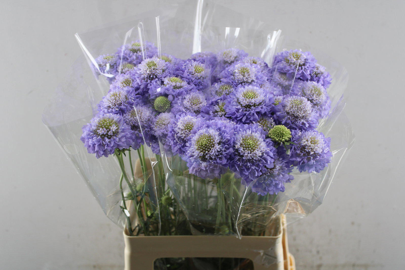 40x Scabiosa focal scoop lavender 50cm