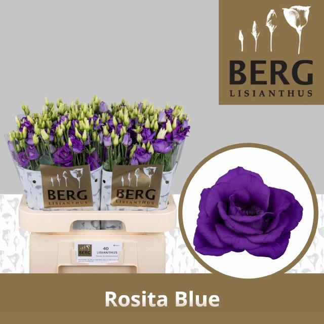 10x Eust.rosita blue du 70cm