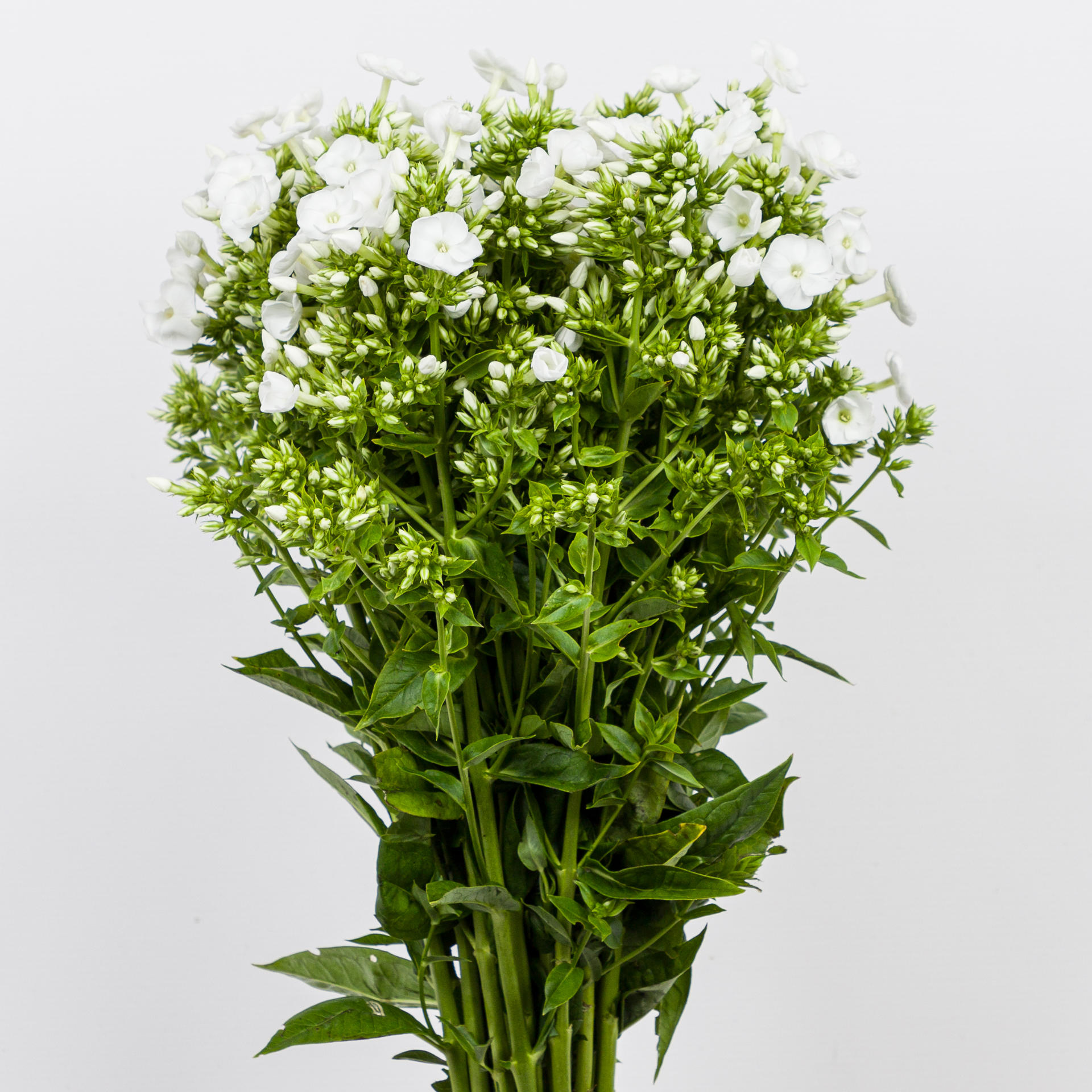 1x Phlox - wit 40cm