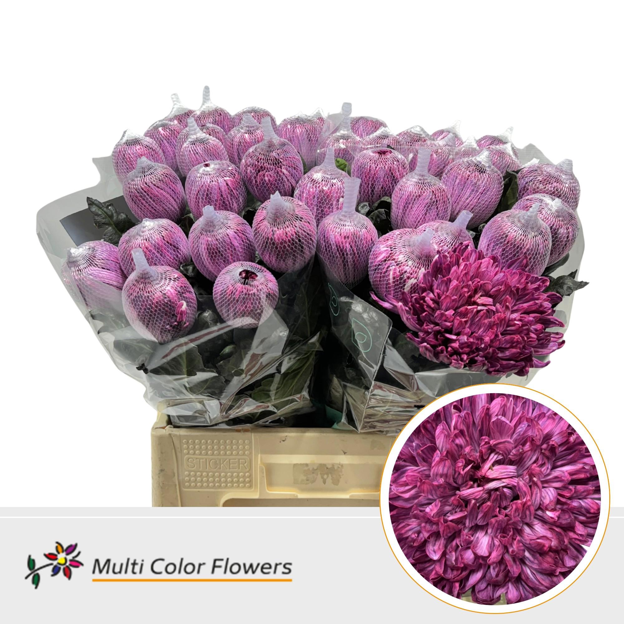 10x Chrysant antonov bordeaux 70cm