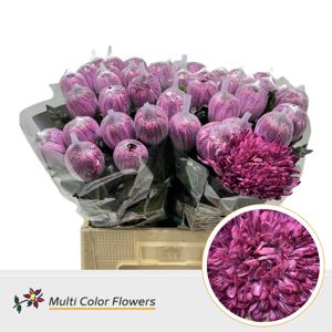 10x Chrysant antonov bordeaux 70cm