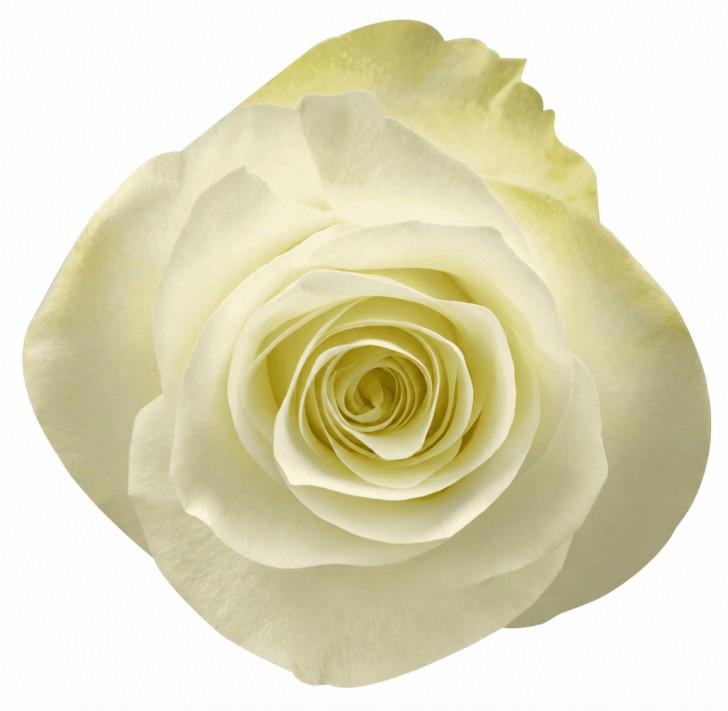 25x Rosa snow ballet 50cm