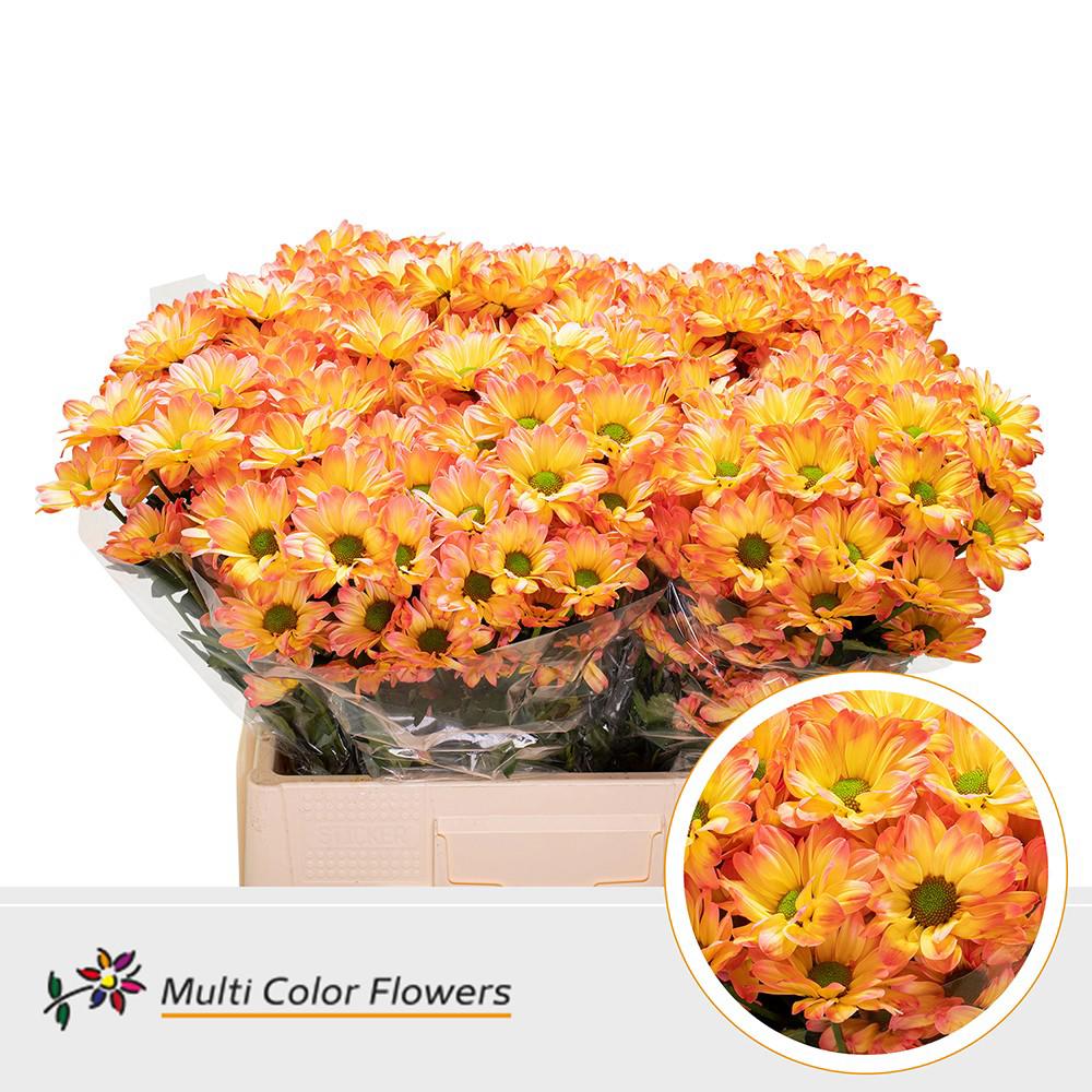 10x Chrysant overig 60cm