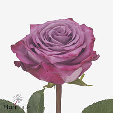 10x Rosa carcia+ 50cm