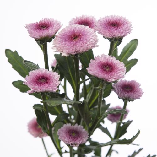 25x Chrysant san.toss 50cm