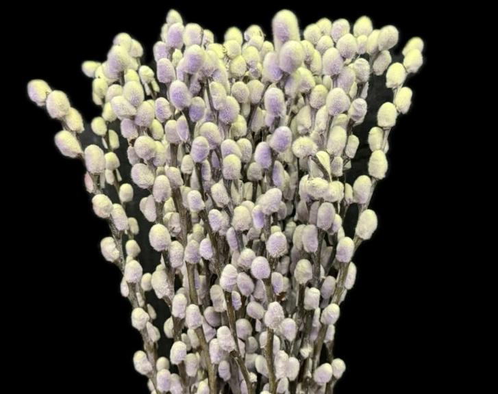 50x Tk salix katjes purple fresh 70cm