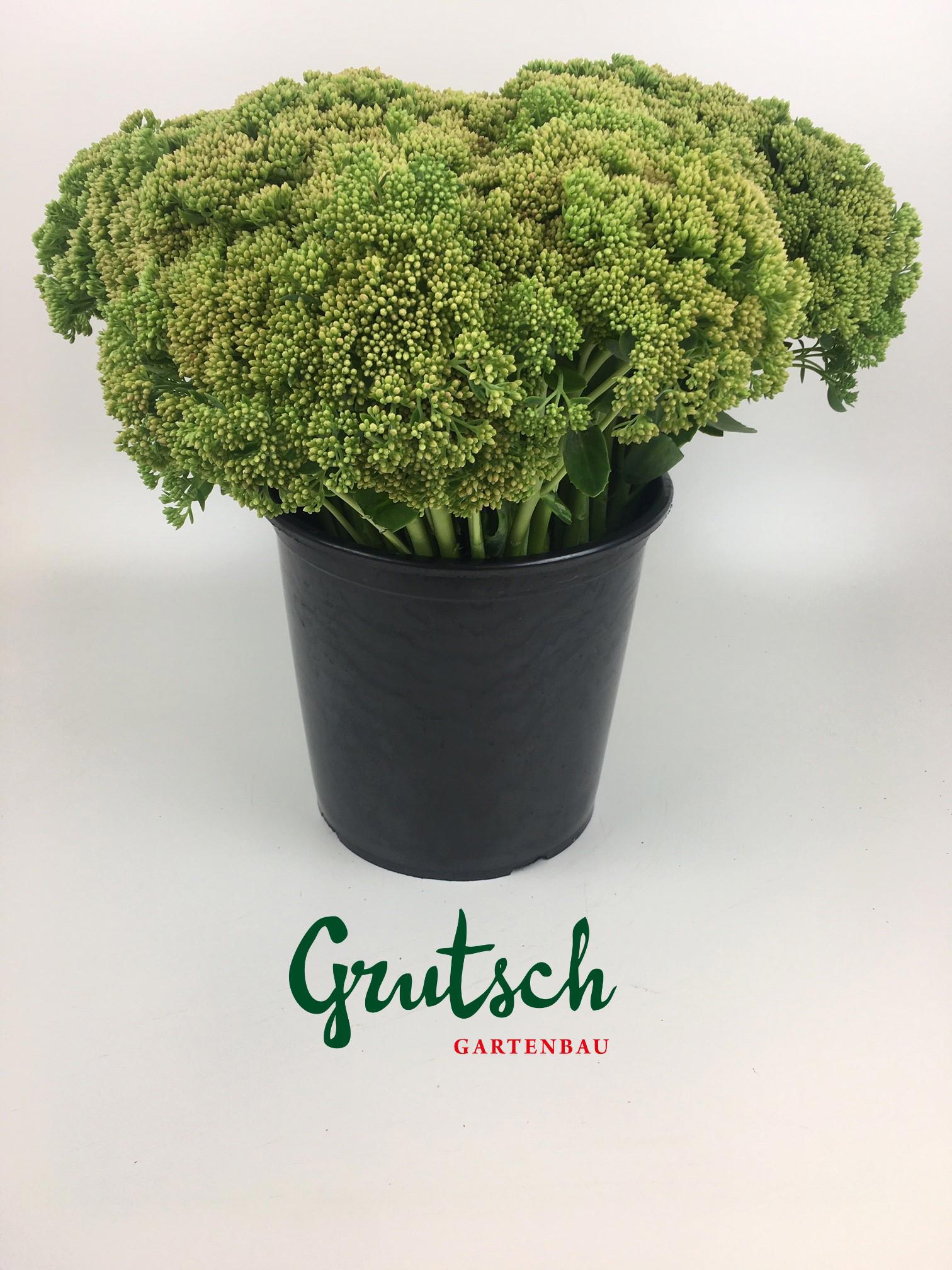 1x Sedum spectabile groen 50cm
