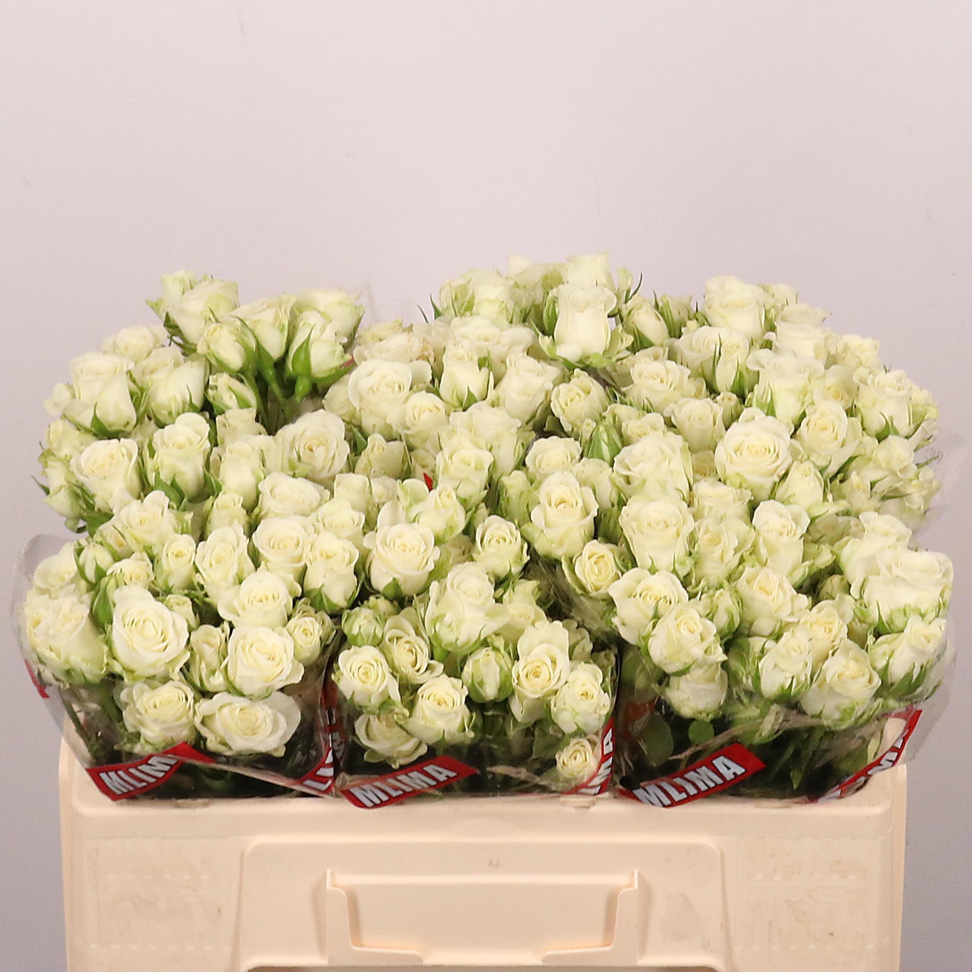 10x Rosa snowflake 50cm