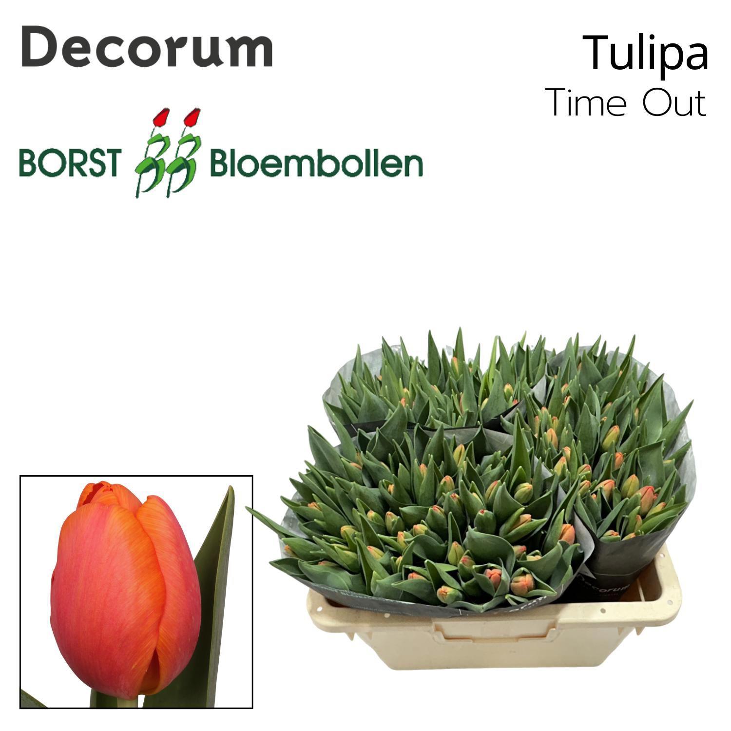 50x Tulipa time out en 40cm