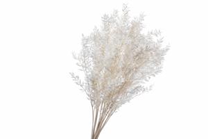 100x Dc ruscus bleached white 70cm