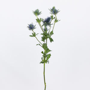 10x Eryngium supernova questar 80cm