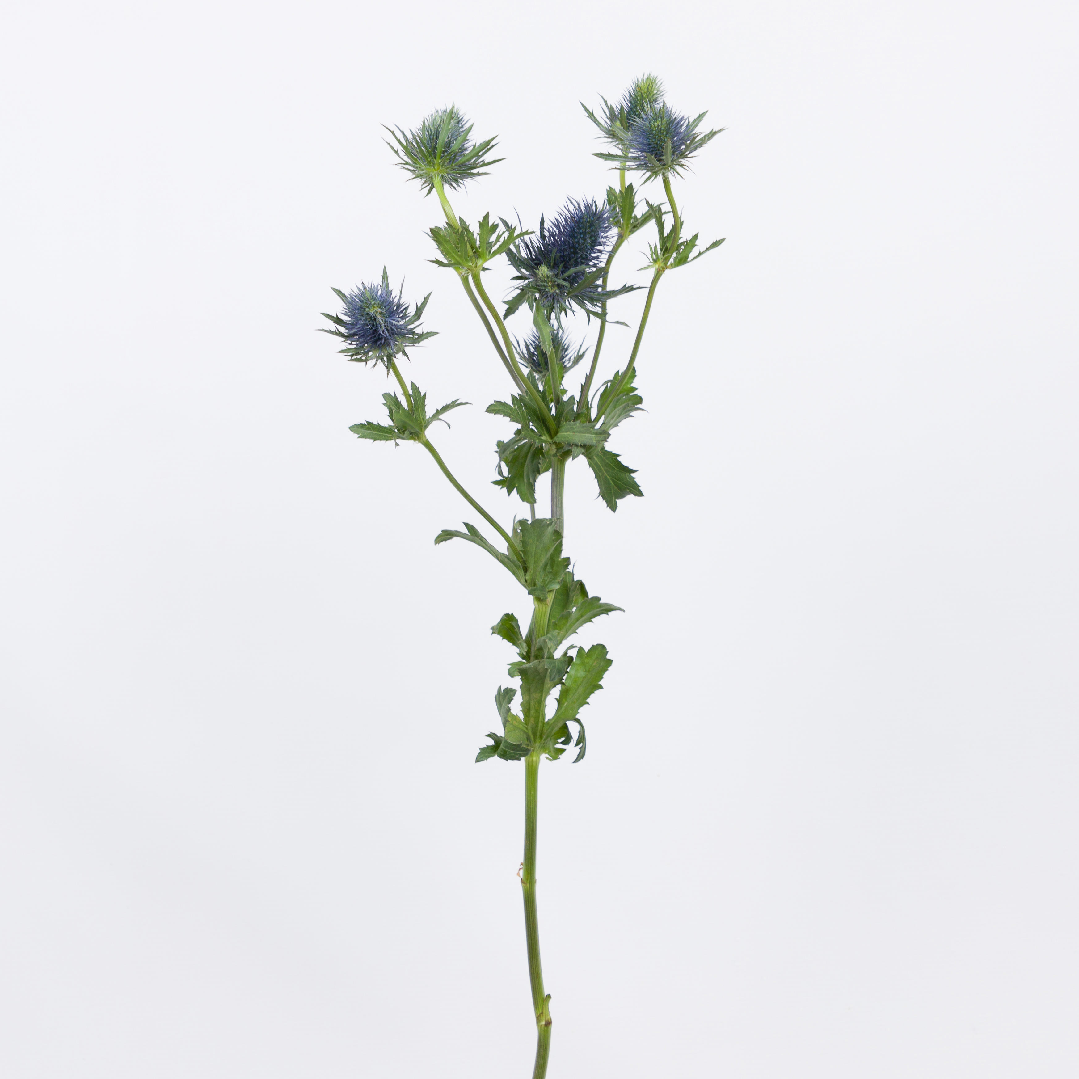 10x Eryn.supernova questar 40cm
