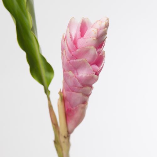 10x Alpinia roze 80cm