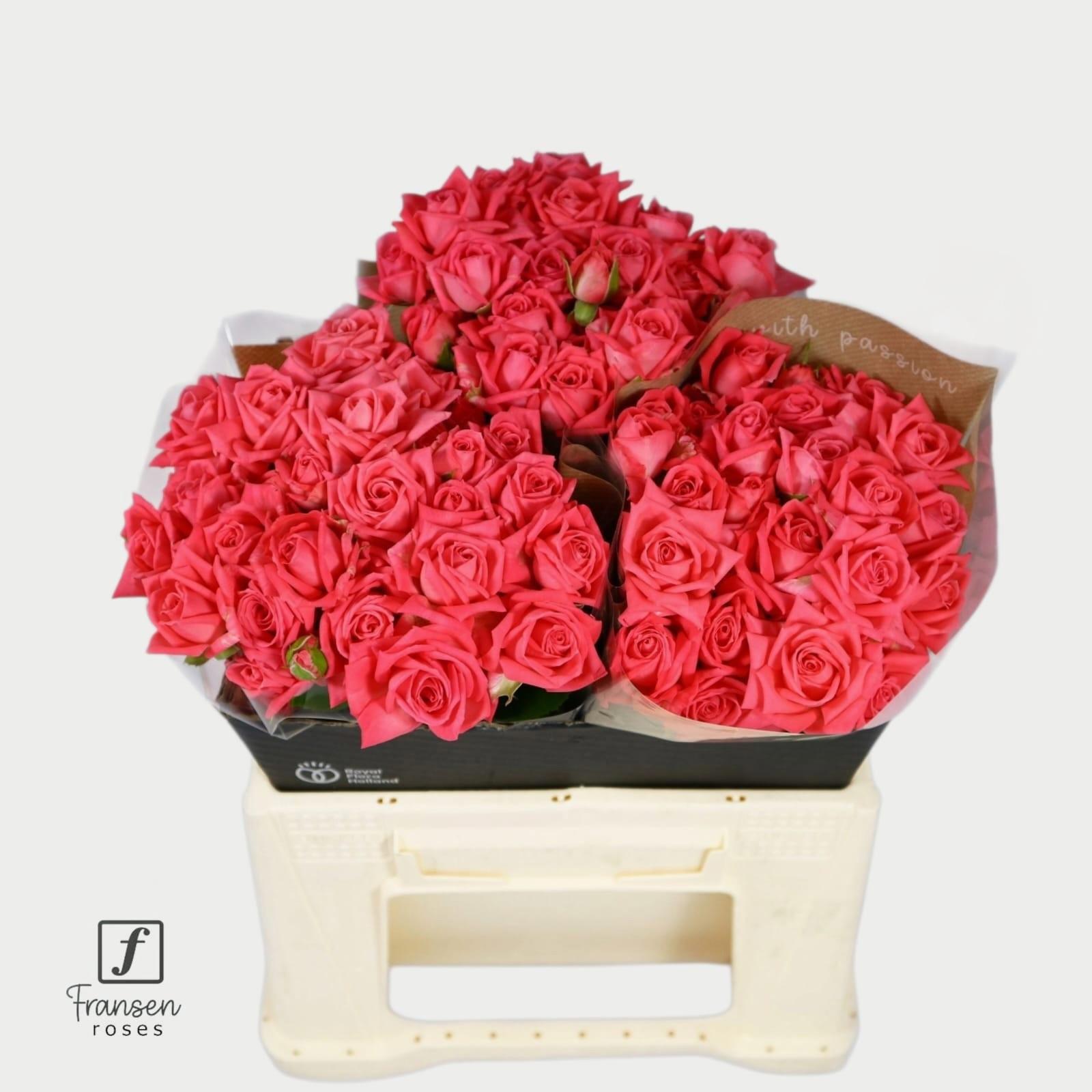 10x Rosa tr. barbados 40cm