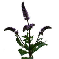 20x Mentha tigra 60cm