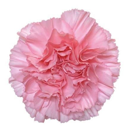 20x Dian.st.betsy 50cm