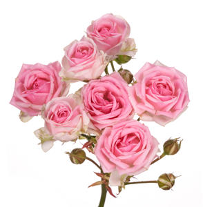 10x Rosa kate-lynn 50cm