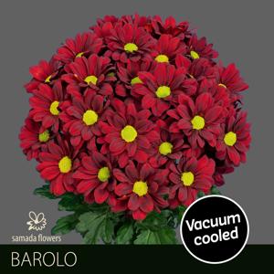 10x Chrysant barolo 70cm