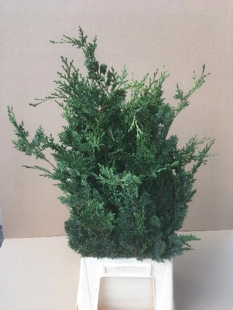 7x Ko cham.laws wisselii 50cm