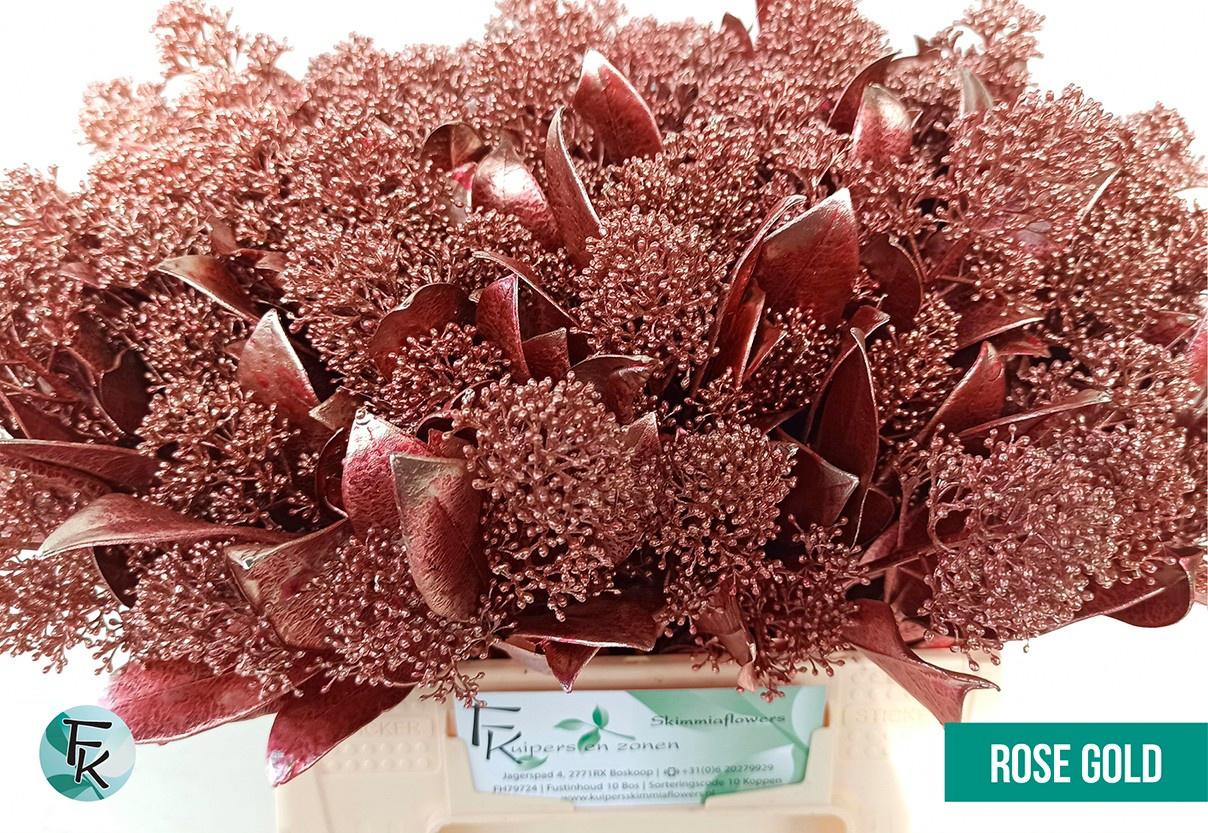 5x Skimmia rosea gold 40cm
