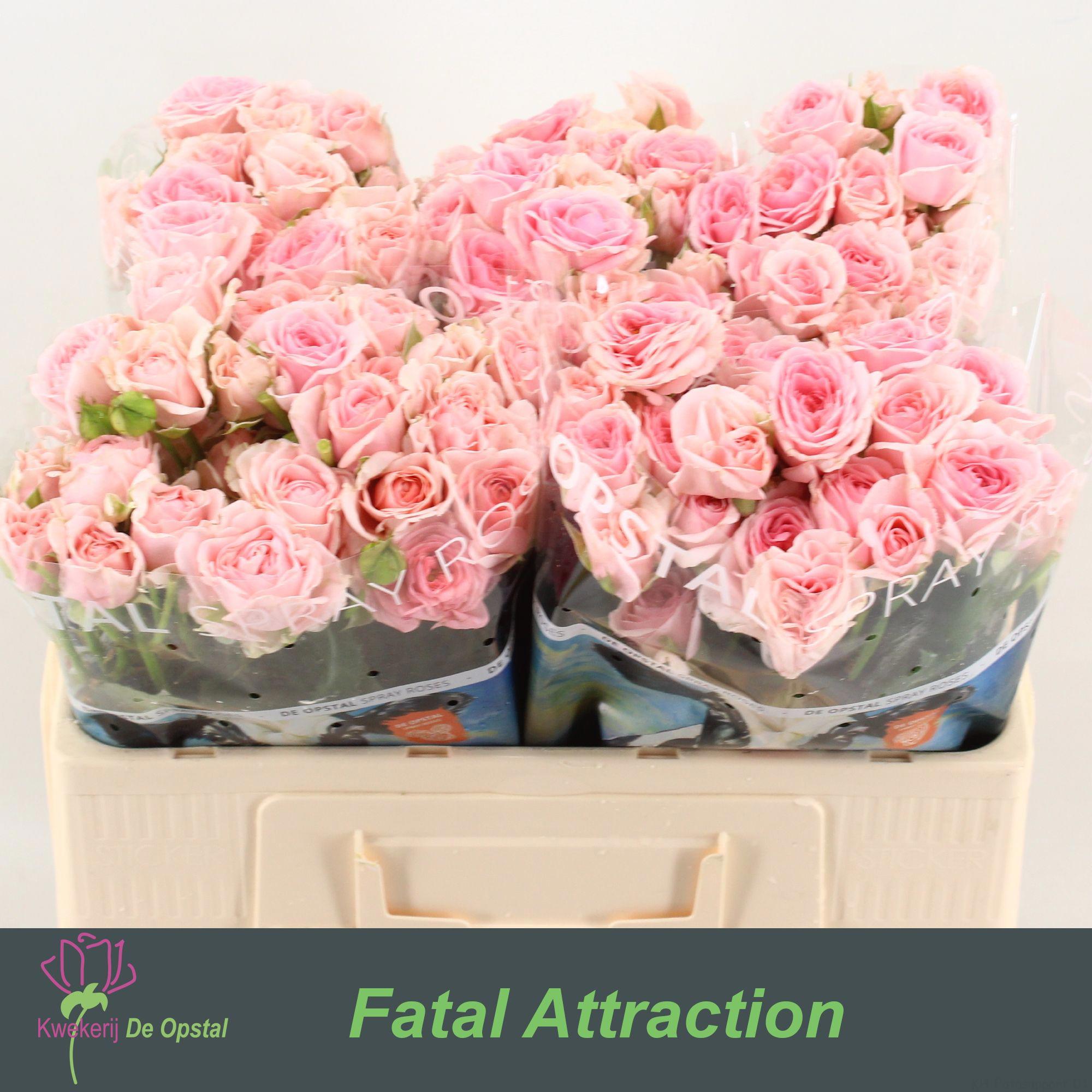 10x Rosa loves me with fatal attraction 50cm