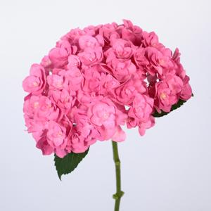 10x Hydr.royal kiss 60cm