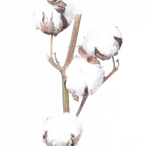 5x Gossypium wit 50cm