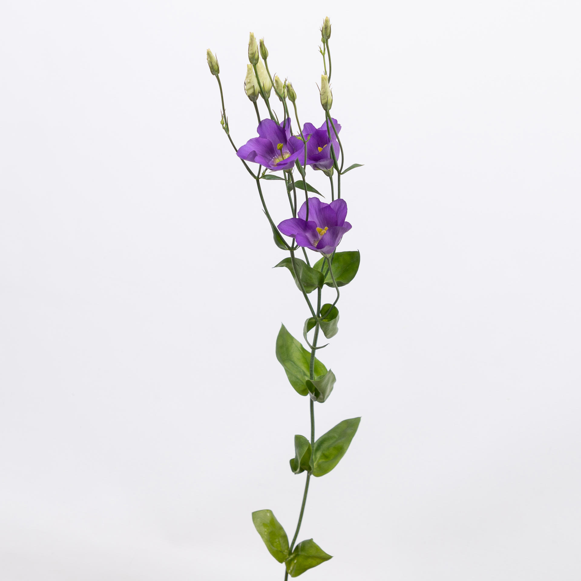 10x Eust.botanic blue en 70cm