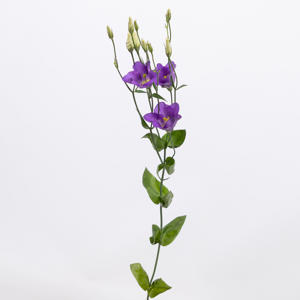 10x Eust.botanic blue en 70cm