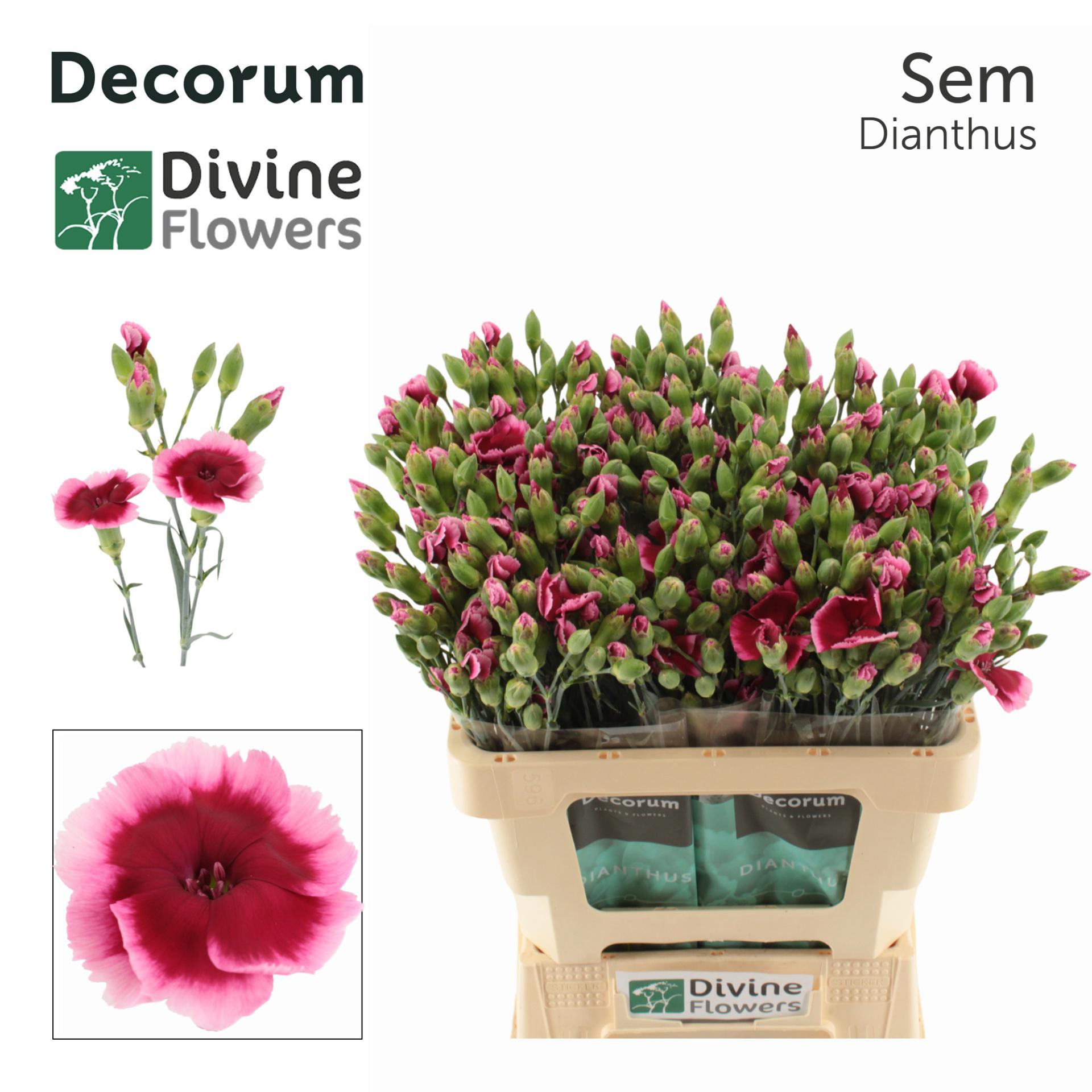20x Dian.tr.solomio sem 60cm