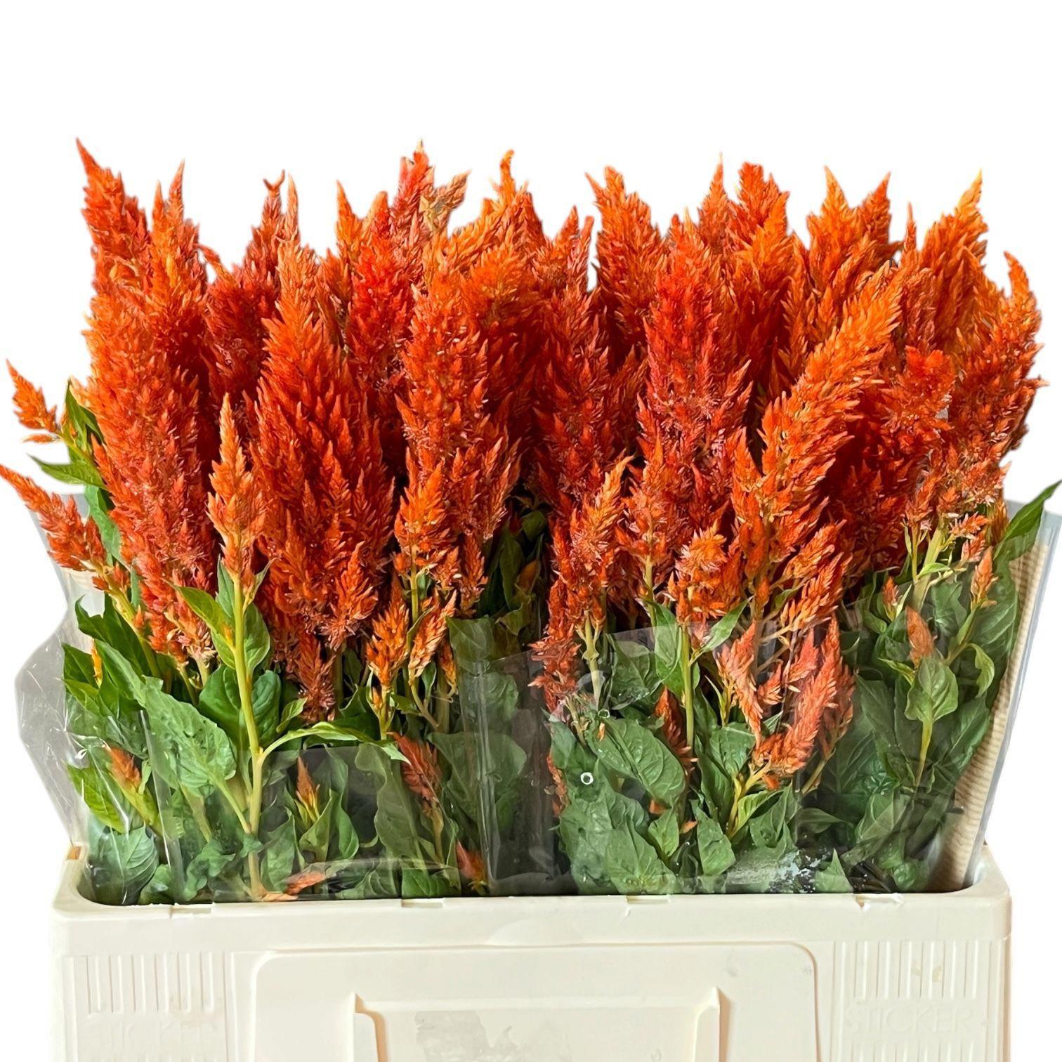 20x Cel.pl.sunday orange 60cm