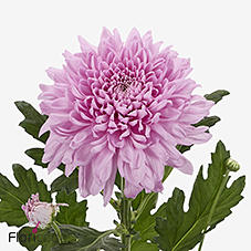 10x Chrysant airborne g 70cm