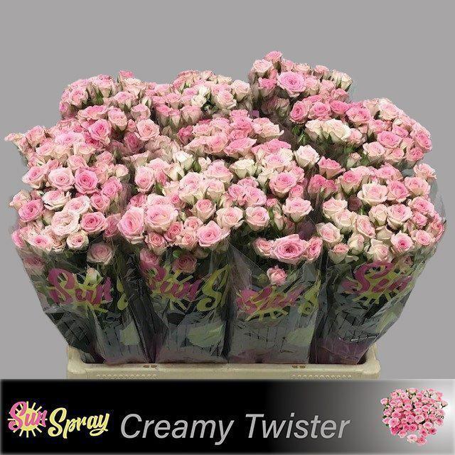 10x Rosa creamy twister 60cm
