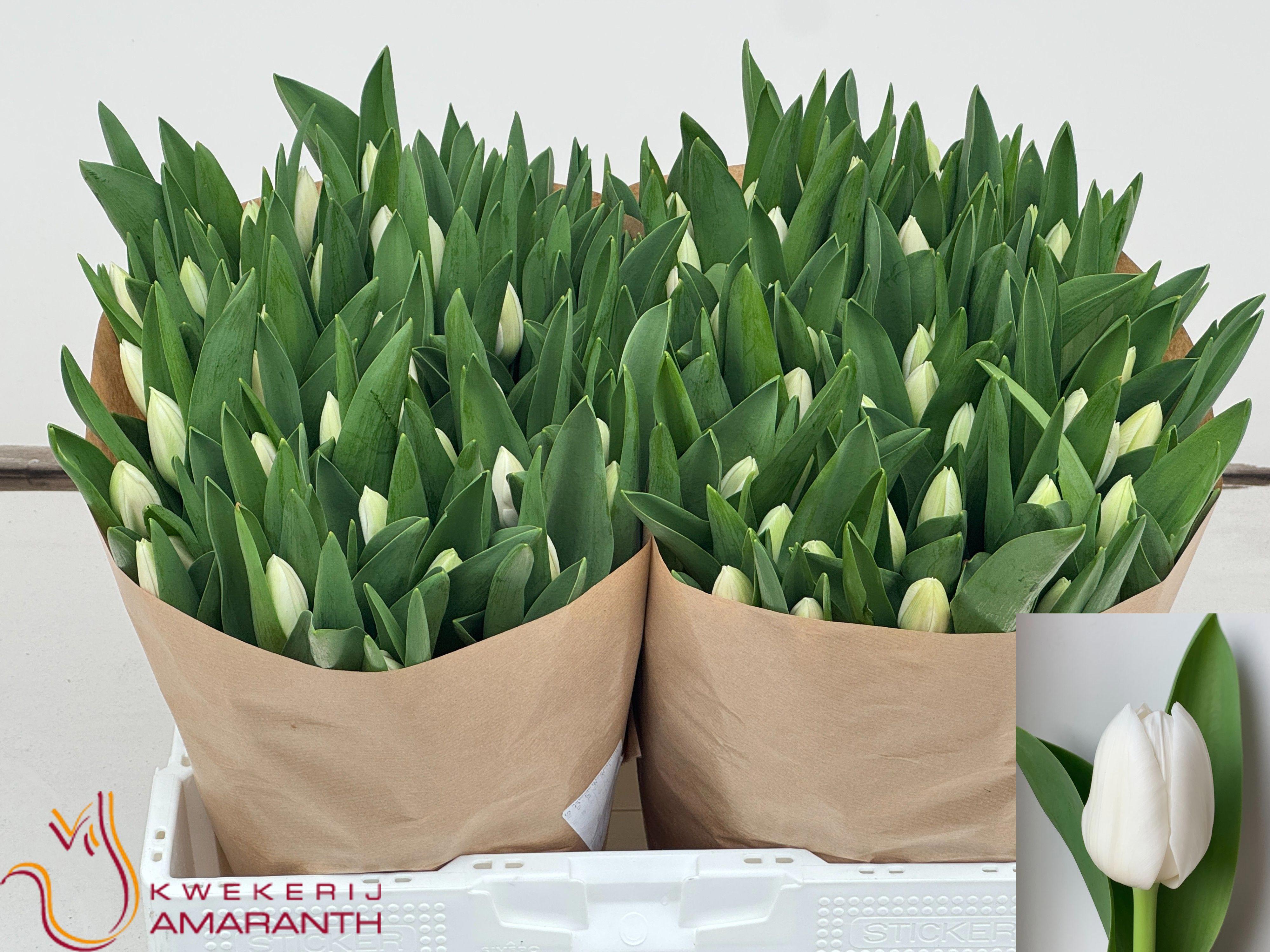 50x Tulipa royal virgin en 40cm
