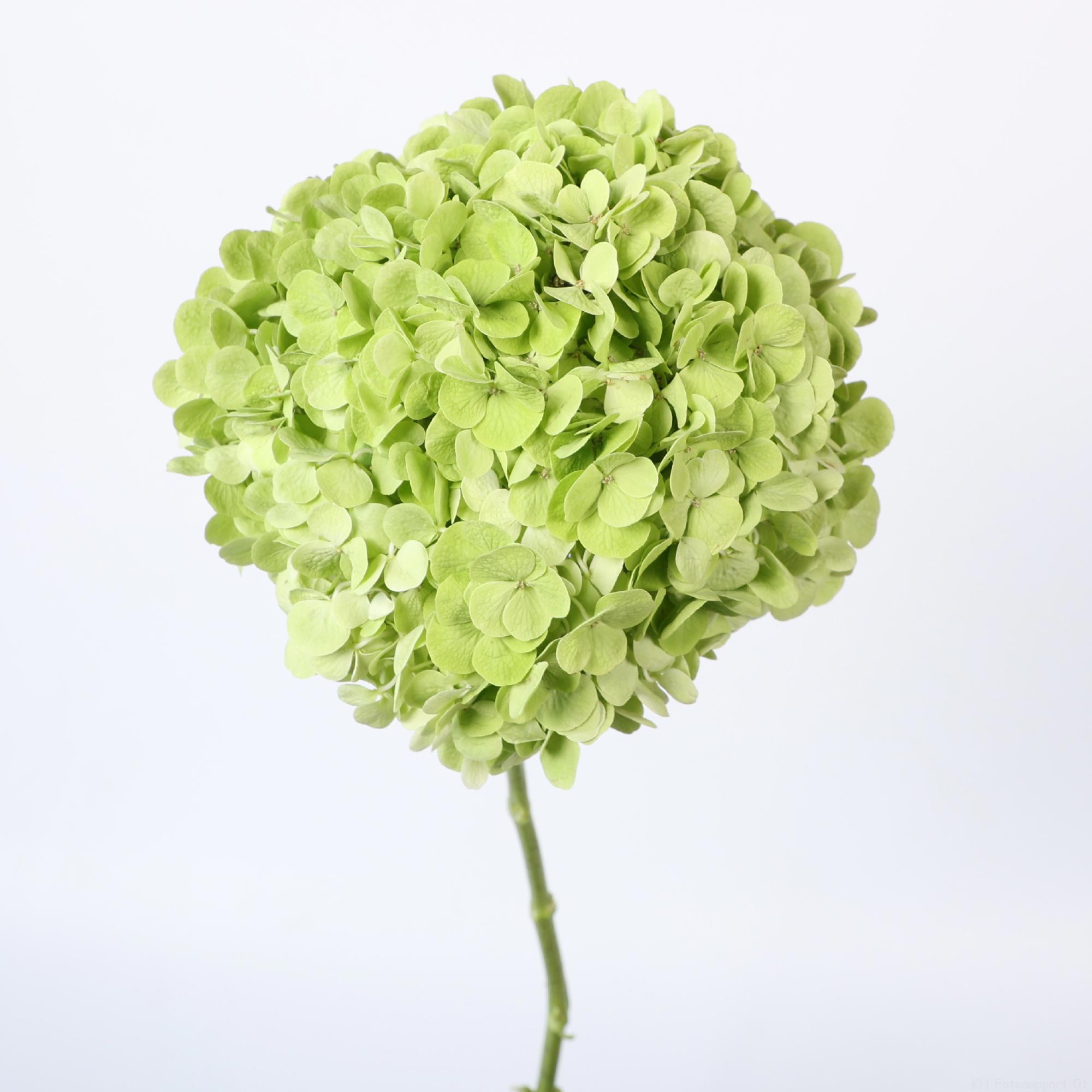10x Hydr.cannonball classic 60cm