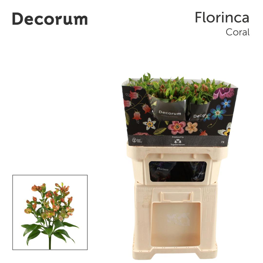 10x Alstroemeria flor.coral 70cm