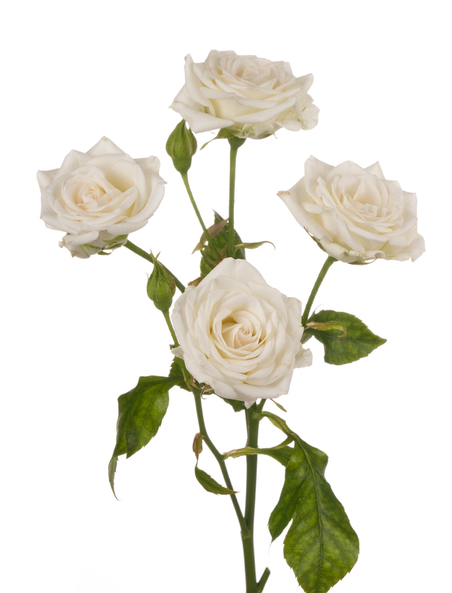10x Rosa josephine 50cm
