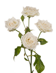 10x Rosa josephine 50cm
