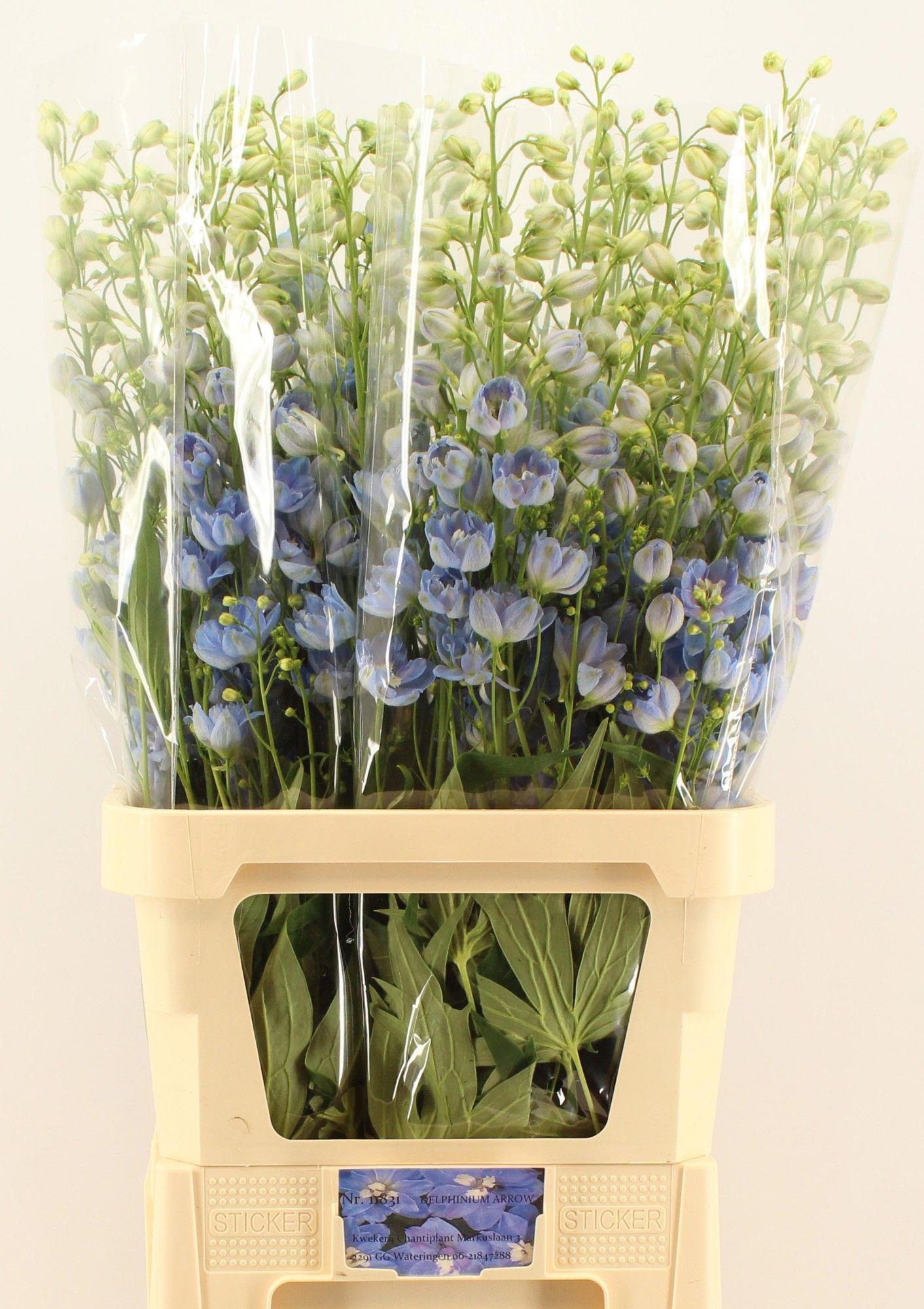 10x Delph.centurion skyblue du 80cm