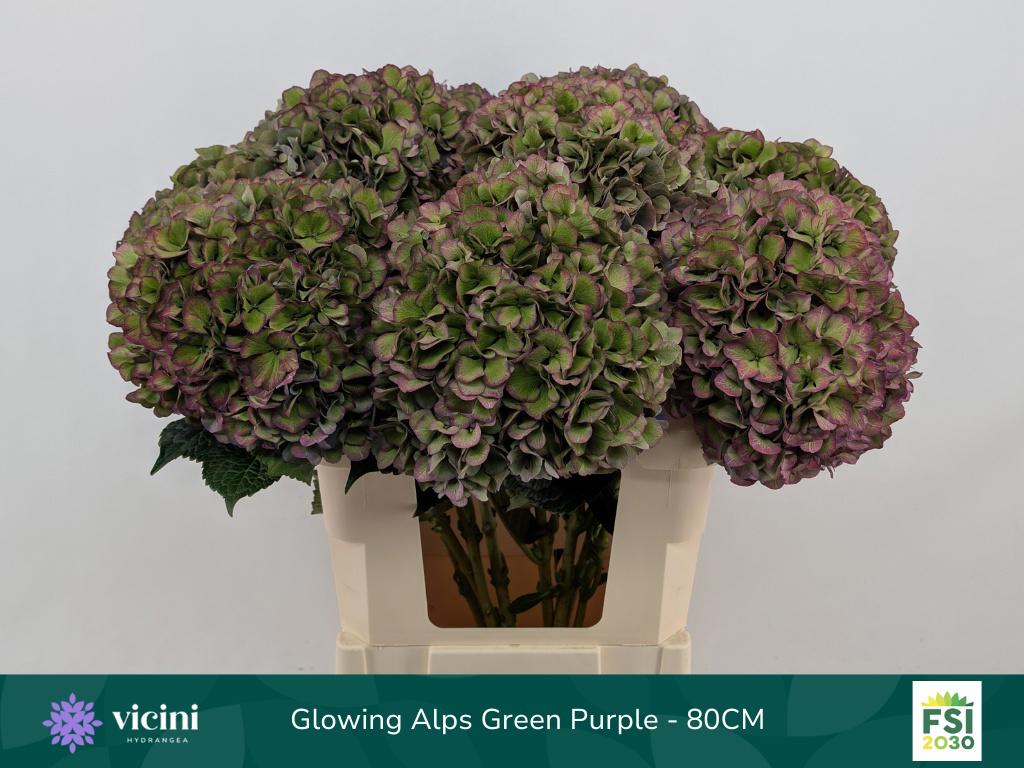 5x Hydr.glowing alps paars classic 80cm
