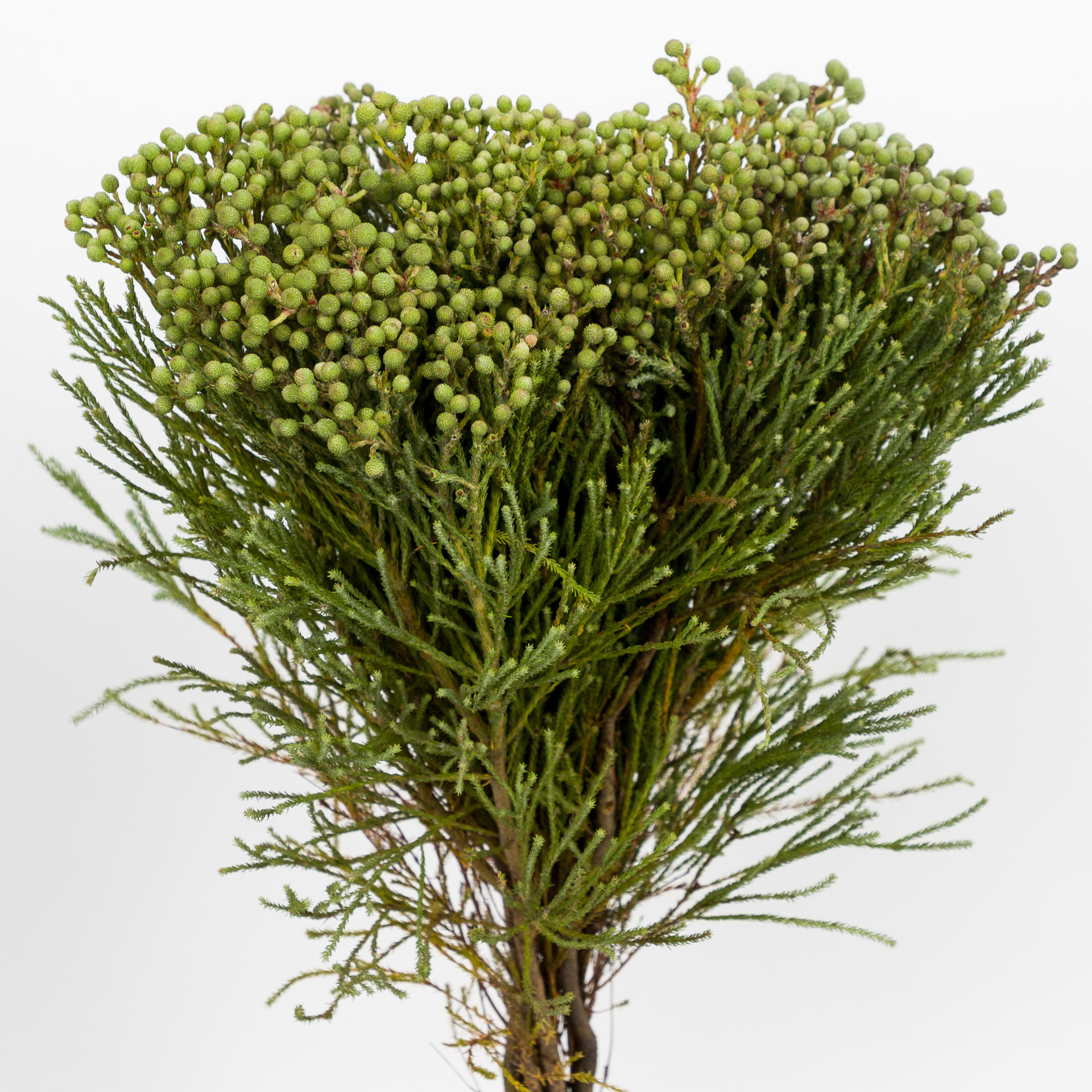 10x Pg berzelia abrotanoides 50cm