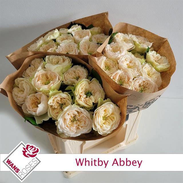 10x Rosa whitby abbey 40cm