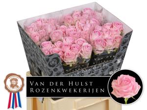 10x Rosa zaina! 60cm