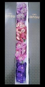 4x Vanda mix var.(tak) 20cm